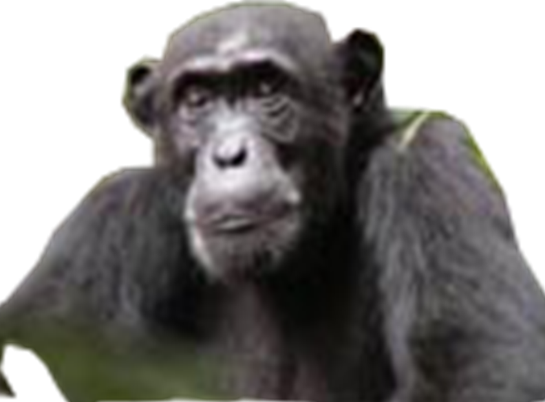 Le Chimpanzé de l’Afrique de l’ouest.png