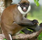 Primates de la Forêt des Marais Tanoé d'Ehy (FMTE)