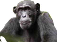 Le Chimpanzé de l’Afrique de l’ouest