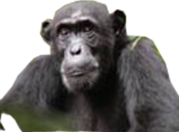 Le Chimpanzé de l’Afrique de l’ouest